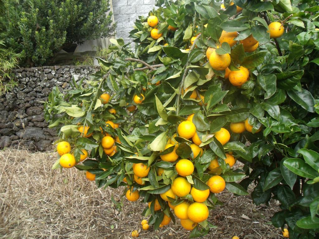 Tropical Fruit Garden Hotel Velas Exterior foto