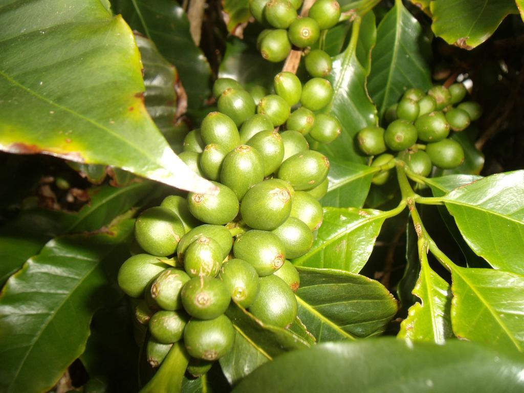 Tropical Fruit Garden Hotel Velas Exterior foto