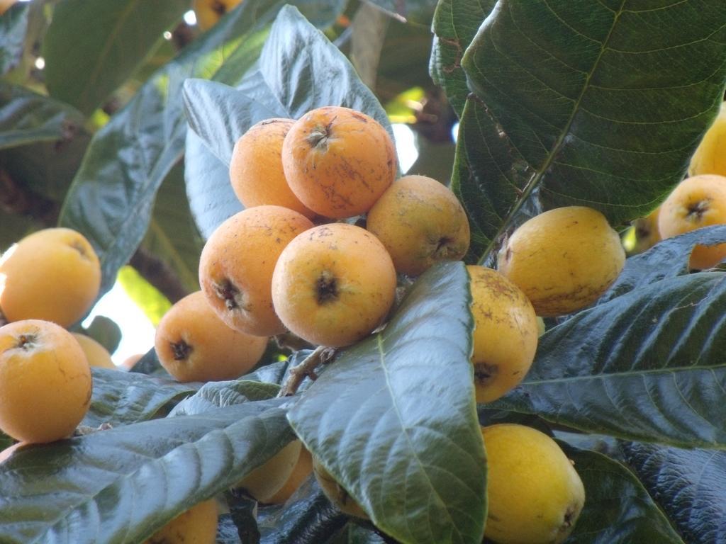 Tropical Fruit Garden Hotel Velas Exterior foto